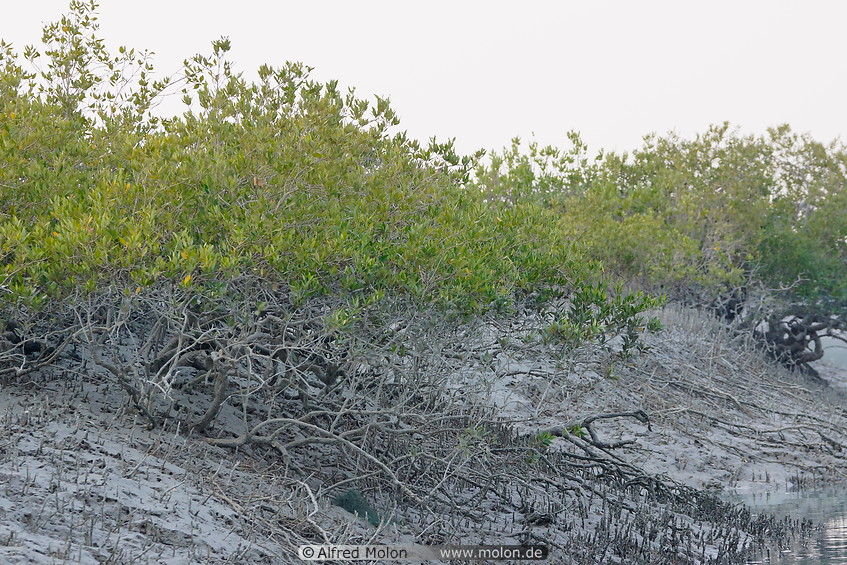 11 Harra mangroves