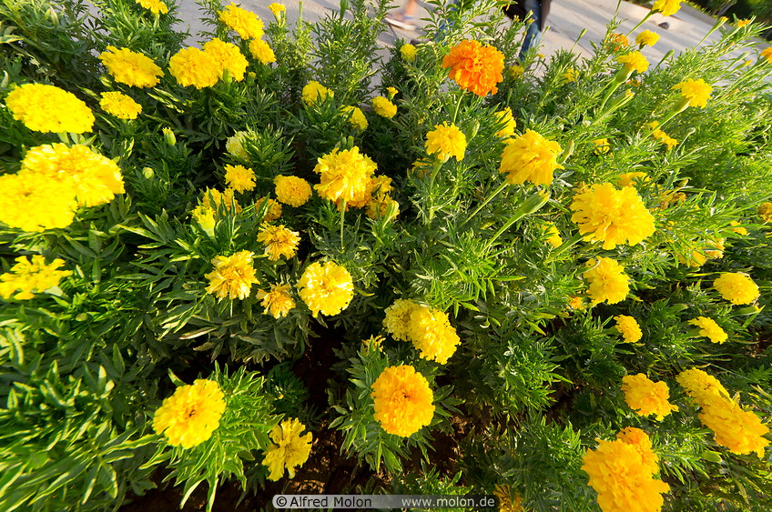 02 Yellow tagetes flowers