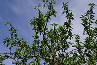 12 Almond tree