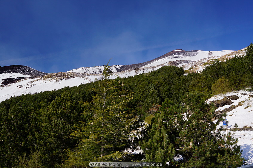 10 Trees on Mt Etna in winter