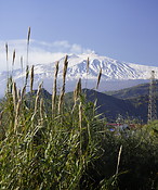 07 Reed bush and Mt Etna