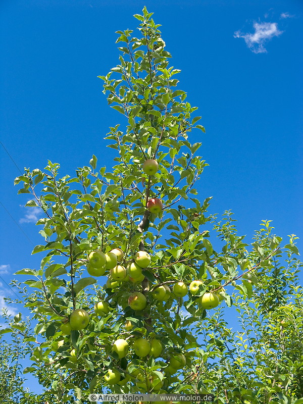 07 Apple tree