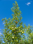 07 Apple tree
