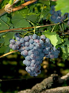 Vineyards photo gallery  - 10 pictures of Vineyards