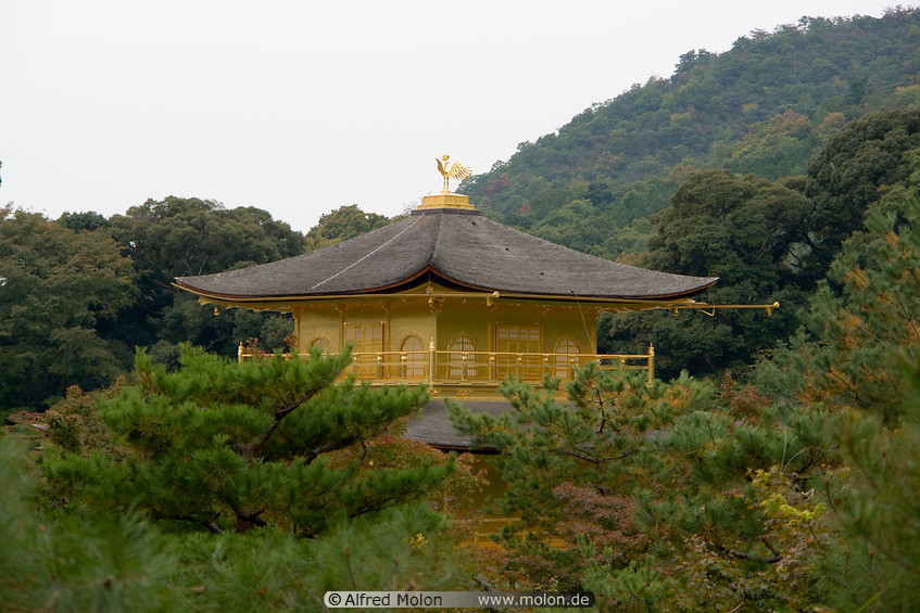 12 Kukkyocho floor of golden pavilion and trees