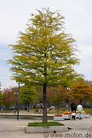 03 Tree