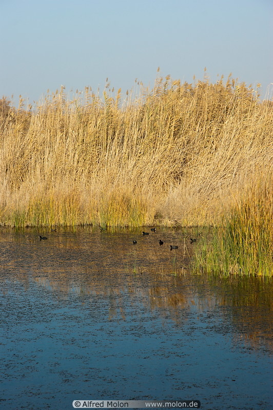 06 Pond and reeds