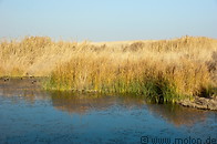 07 Pond and reeds