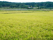 06 Rice paddy