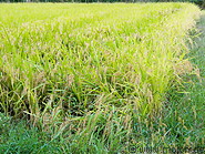 07 Rice paddy