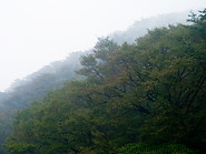 04 Mist-covered forest