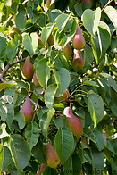 11 Pear tree