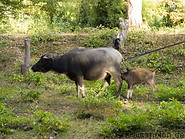 11 Water buffalo and calf