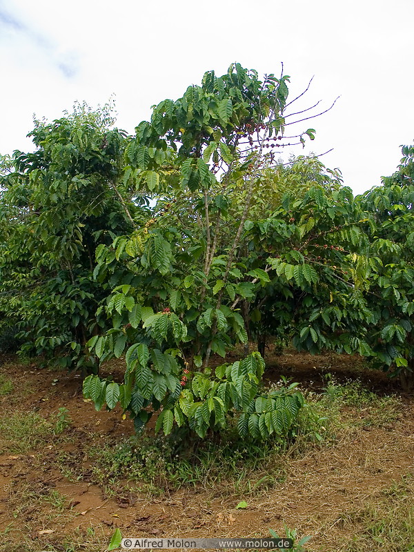 11 Coffee plants