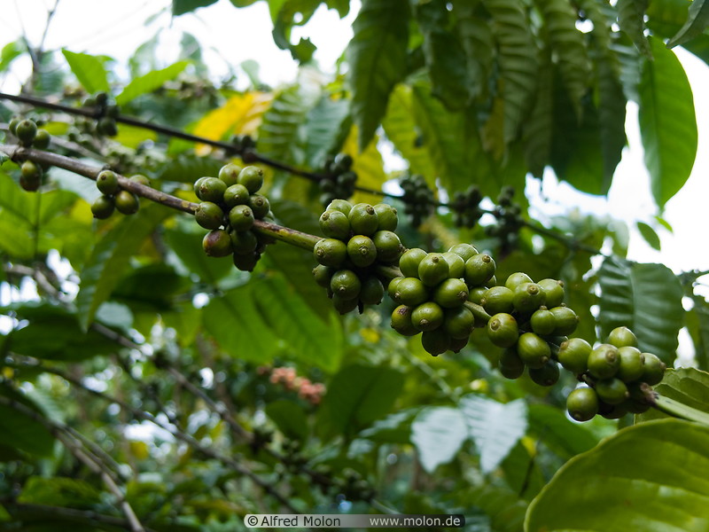 19 Green coffee berries