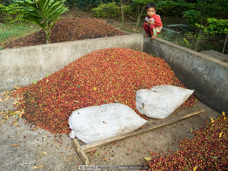 24 Harvested coffee berries