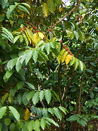 06 Coffee berries and leaves
