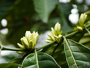 08 Coffee flowers