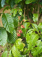 12 Coffee berries and leaves
