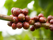 16 Coffee berries
