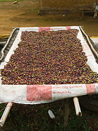 23 Harvested coffee berries in net
