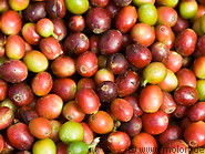 27 Harvested coffee berries