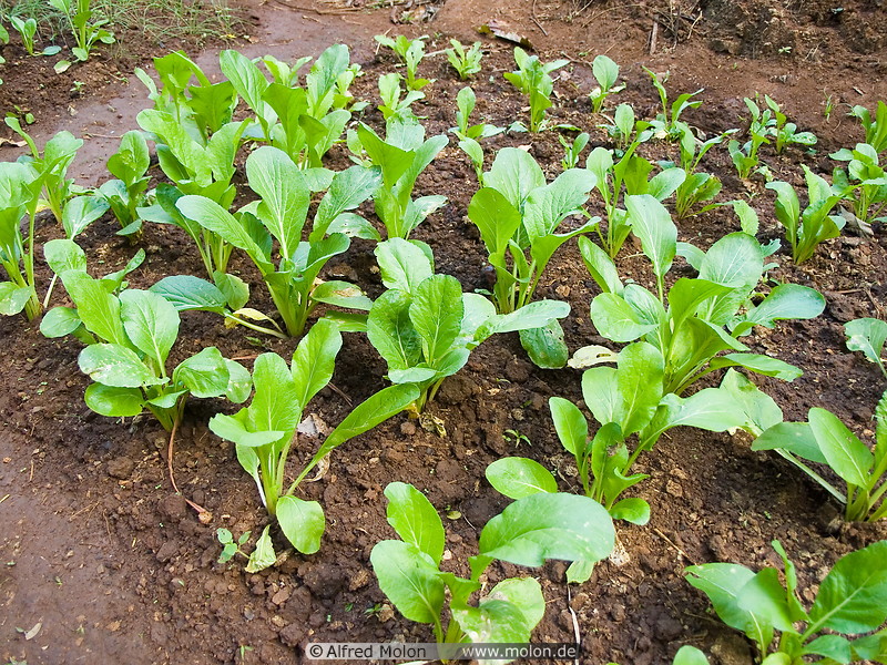 06 Lettuce field