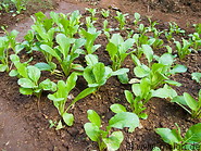 06 Lettuce field