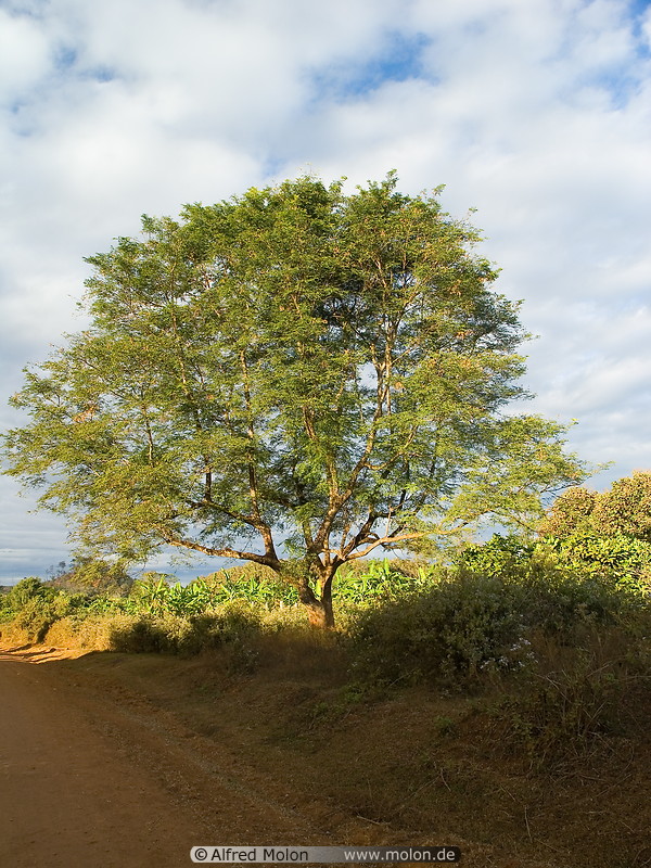 28 Tree along the road