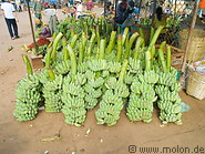 20 Green banana stems for sale