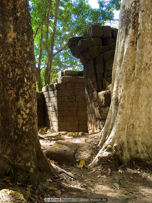 05 Ruins and dipterocarp trees