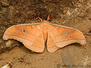 12 Orange moth