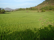 05 Rice fields