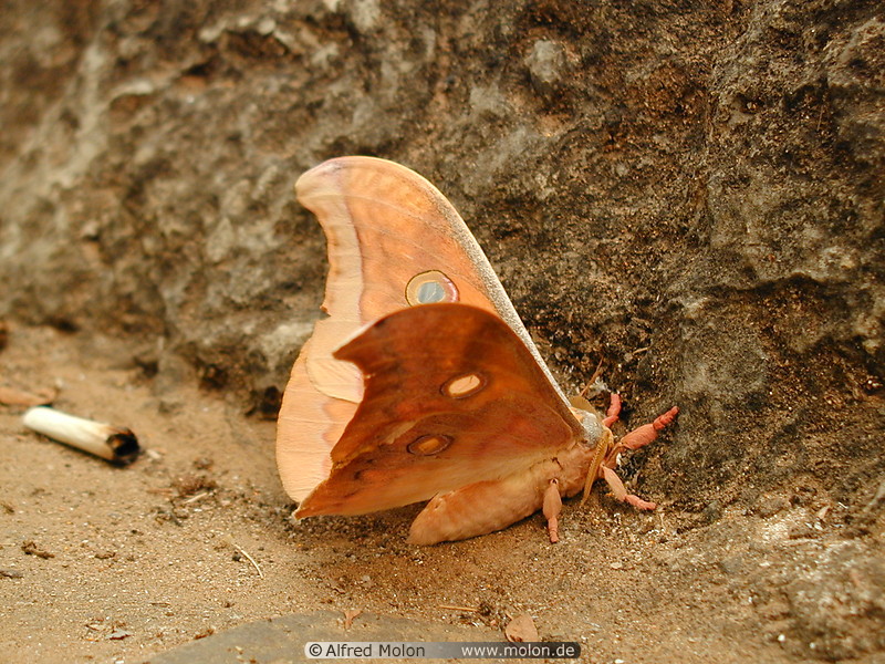 62 Orange moth