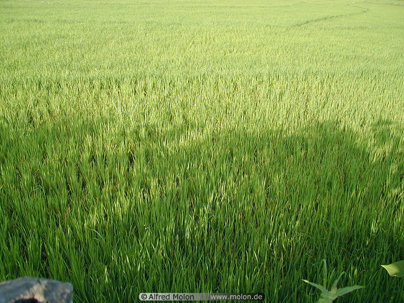 83 Rice field