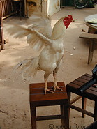 04 Vientiane rooster