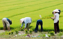 04 People planting rice in paddy