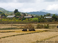 16 Rice fields and water buffaloes