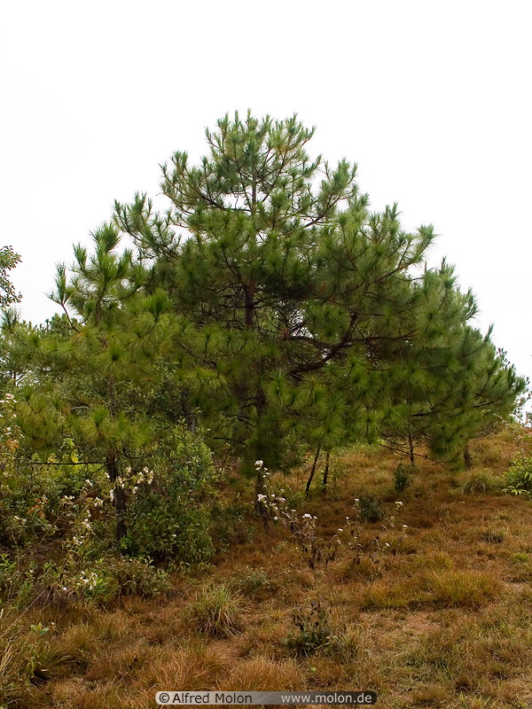 01 Pine tree