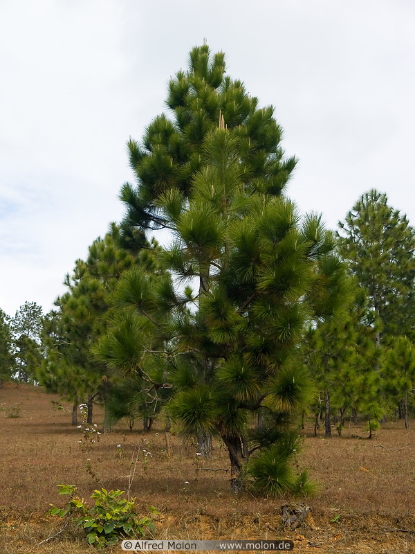 11 Pine tree