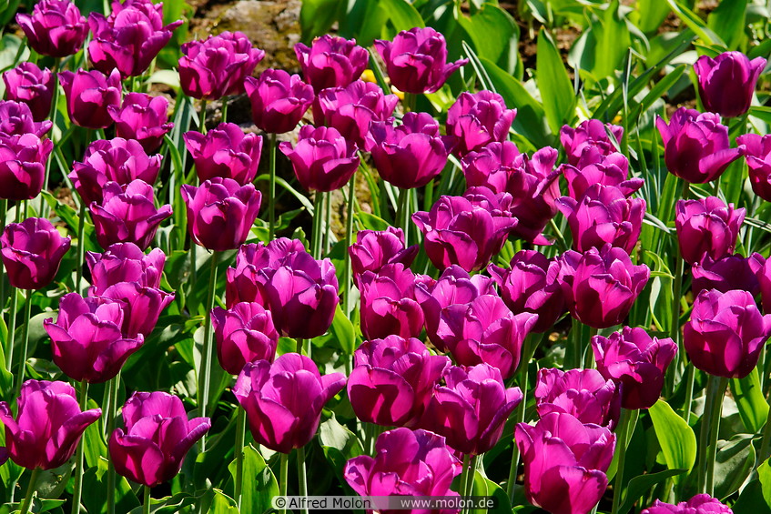 09 Purple tulips