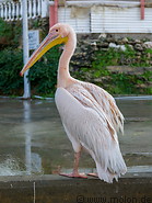 27 Pelican