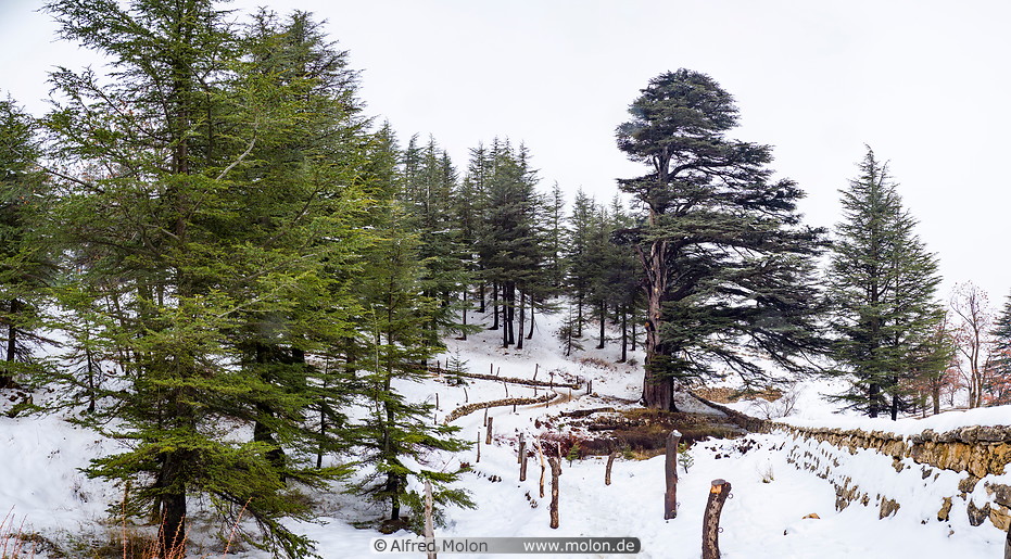 10 Cedars of God forest