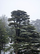06 Lebanon cedar tree