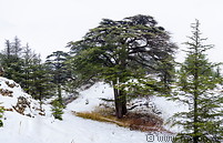 07 Snow covered Cedars of God forest