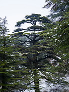 08 Cedar trees in winter