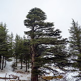 11 Cedars forest