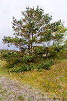 25 Pine tree on Curonian spit