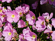 49 Pink flowers