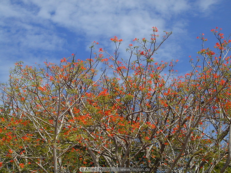 03 Royal Poinciana tree with red flowers
